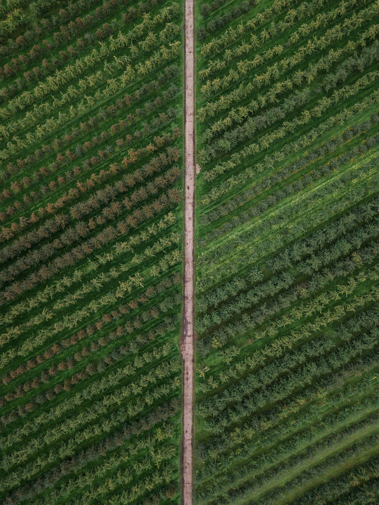 Rangs Agricoles Verts Avec Chemin De Terre Fond d'écran