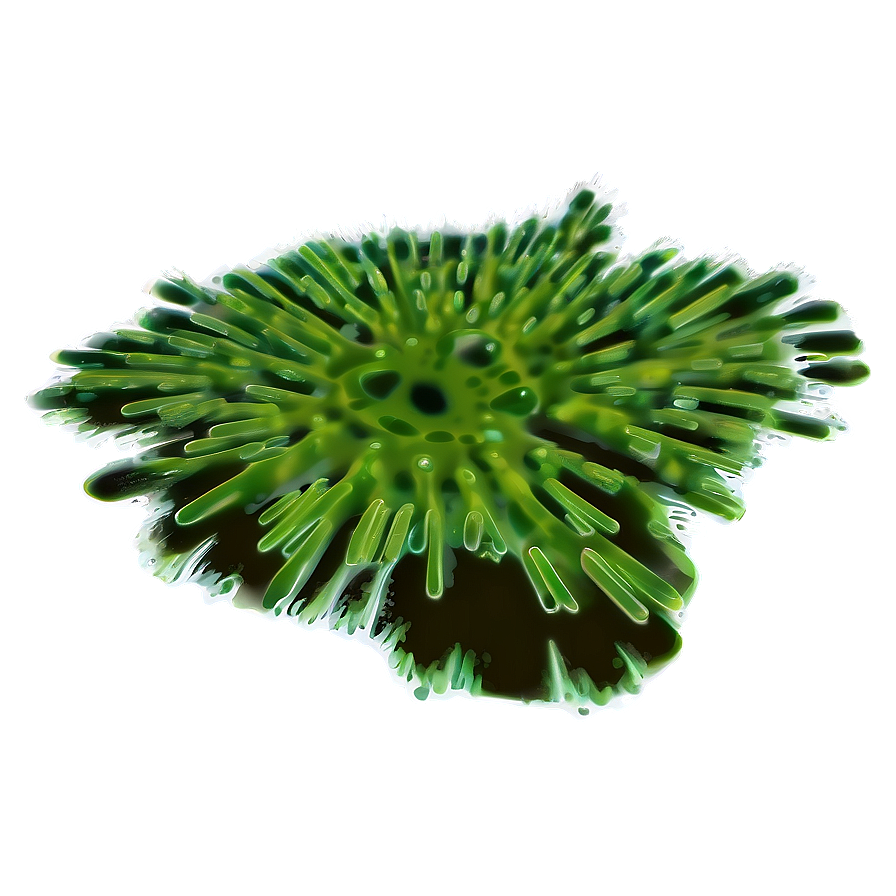 Green Algae Illustration Png 24 PNG