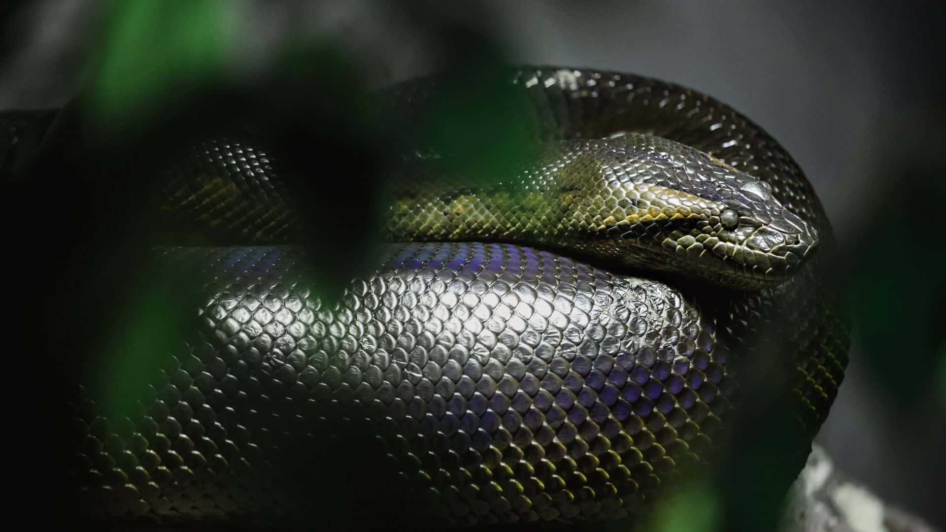 Green Anaconda Closeup Wallpaper