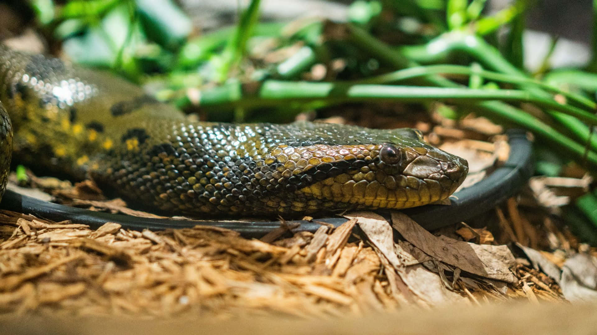 Green Anaconda Restingin Habitat Wallpaper