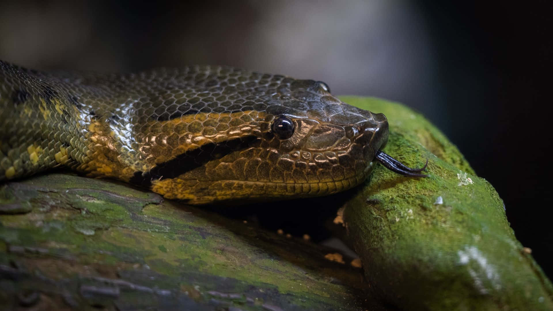 Premium Photo, Anaconda snake eye close up