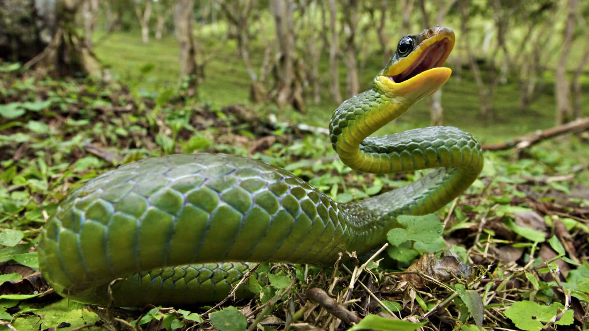 Green Anacondain Habitat.jpg Wallpaper
