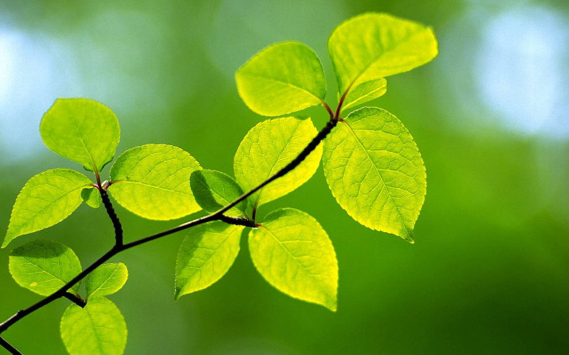 Green And Healthy Moringa Leaves Wallpaper