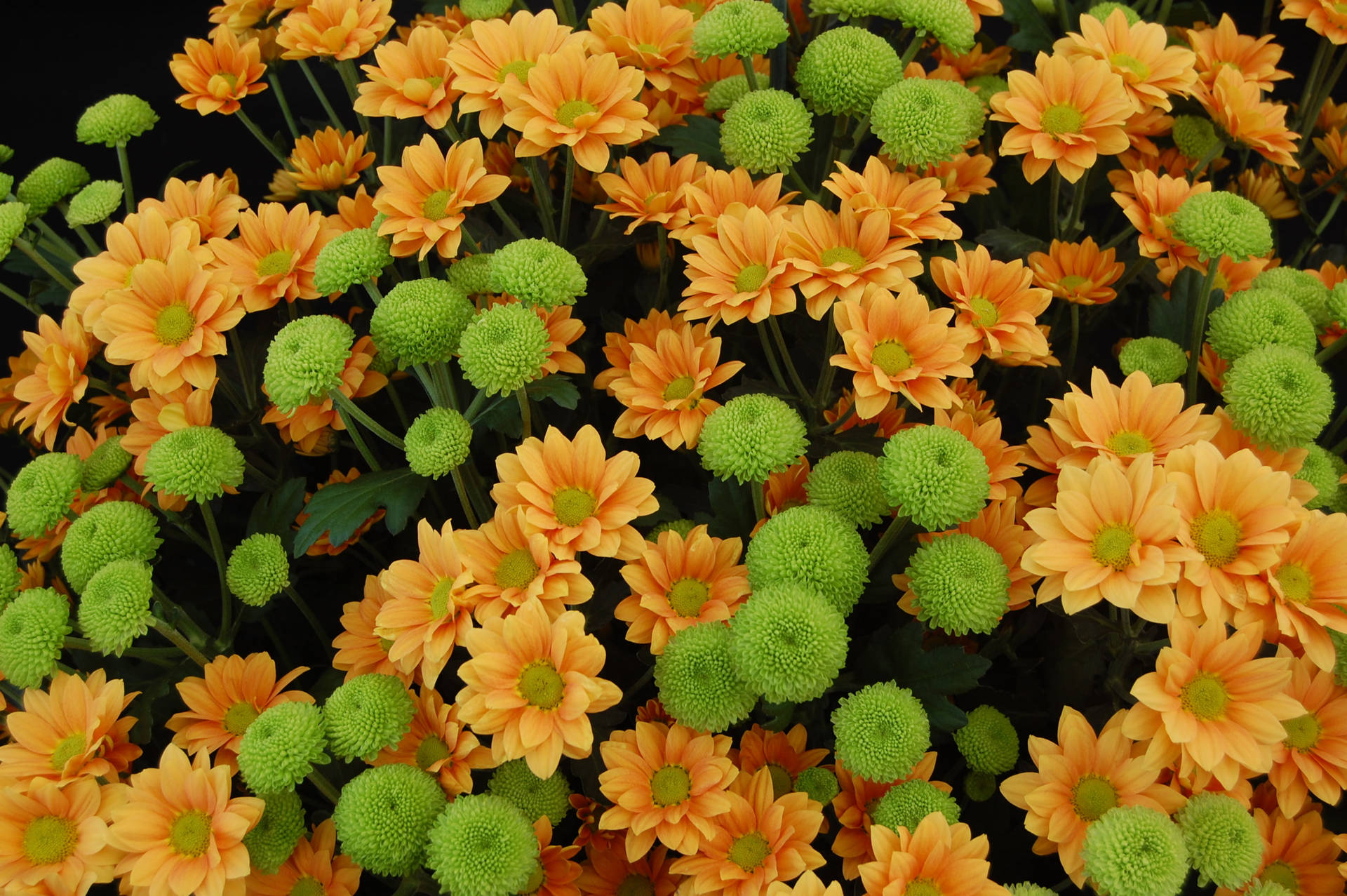 Grønne og orange chrysanthemums på et hvidt baggrund Wallpaper