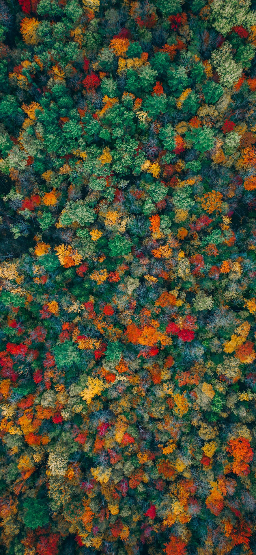 Green And Orange Trees Fall Iphone Wallpaper