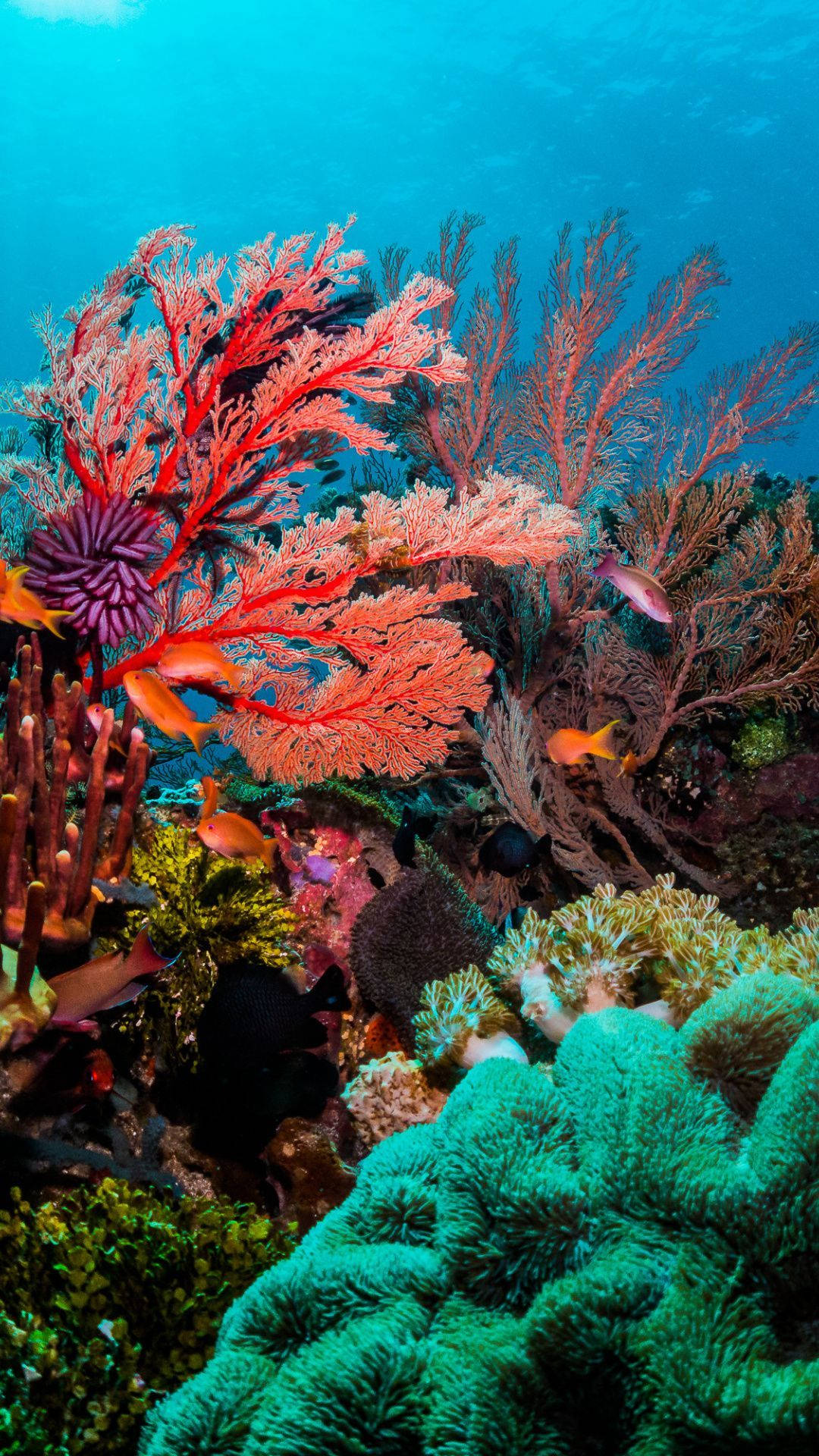Green And Red Coral Reef Wallpaper