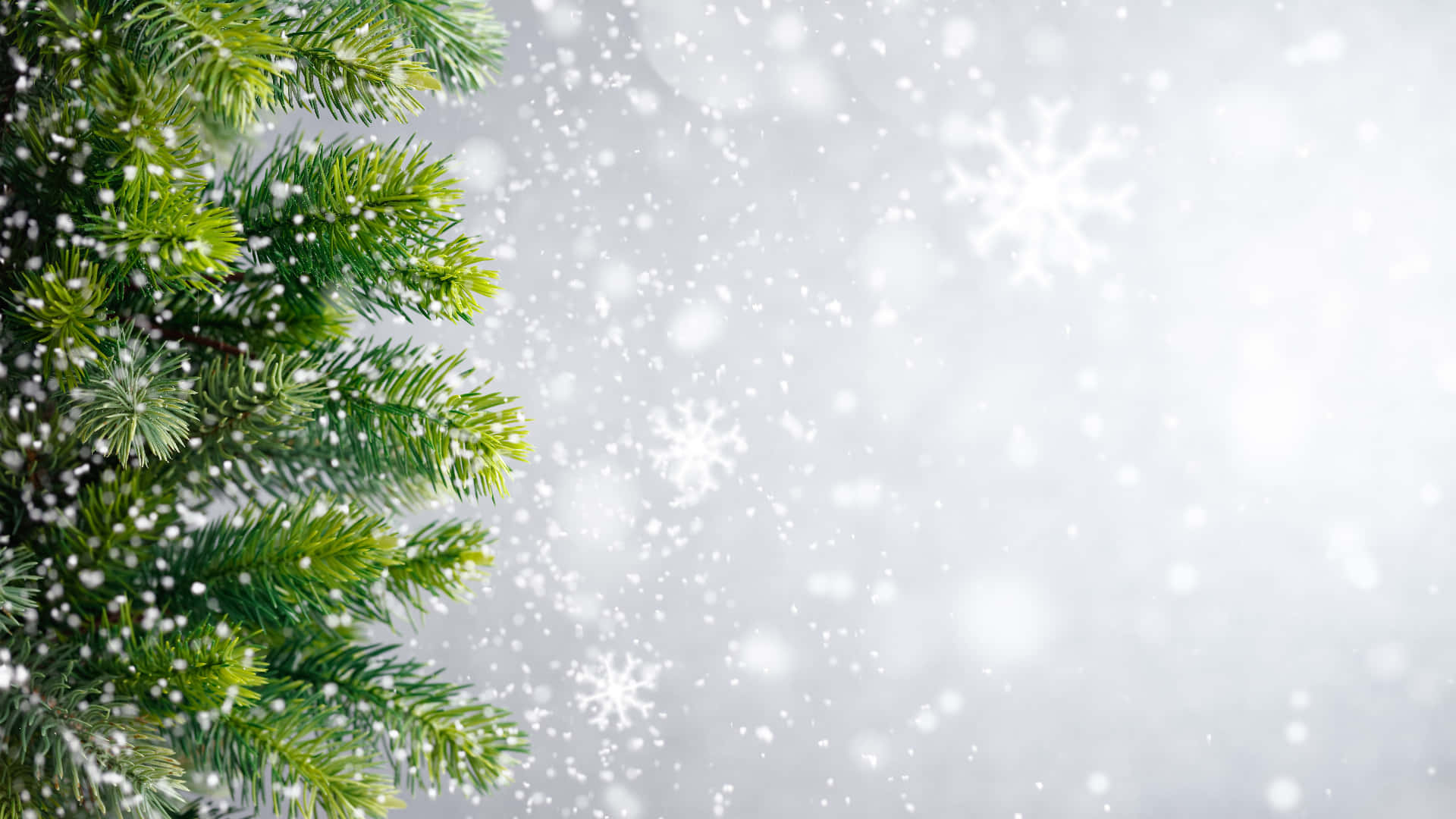 A Christmas Tree Branch With Snowflakes Falling On A Gray Background