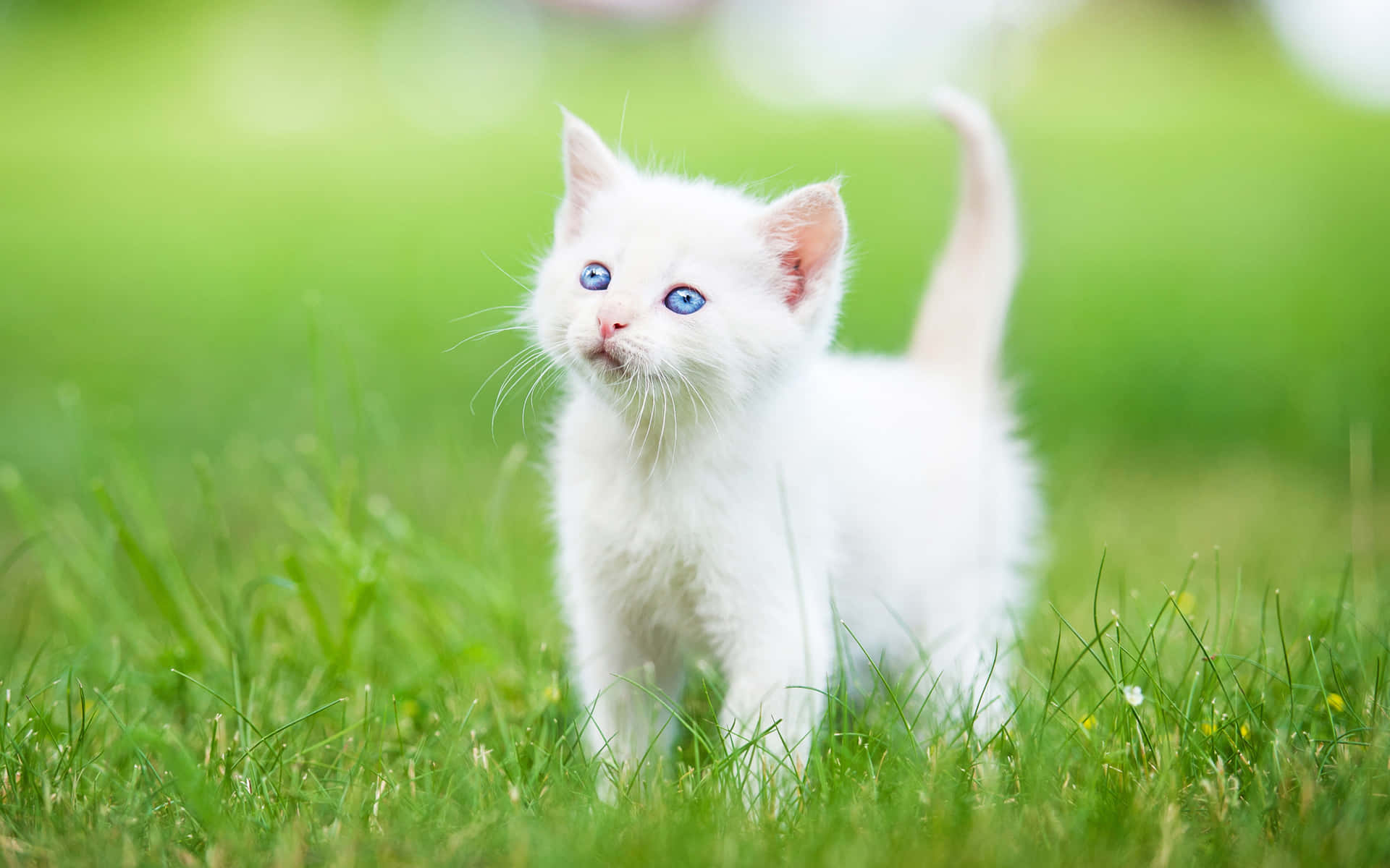 White Kitten With Blue Eyes Standing In The Grass