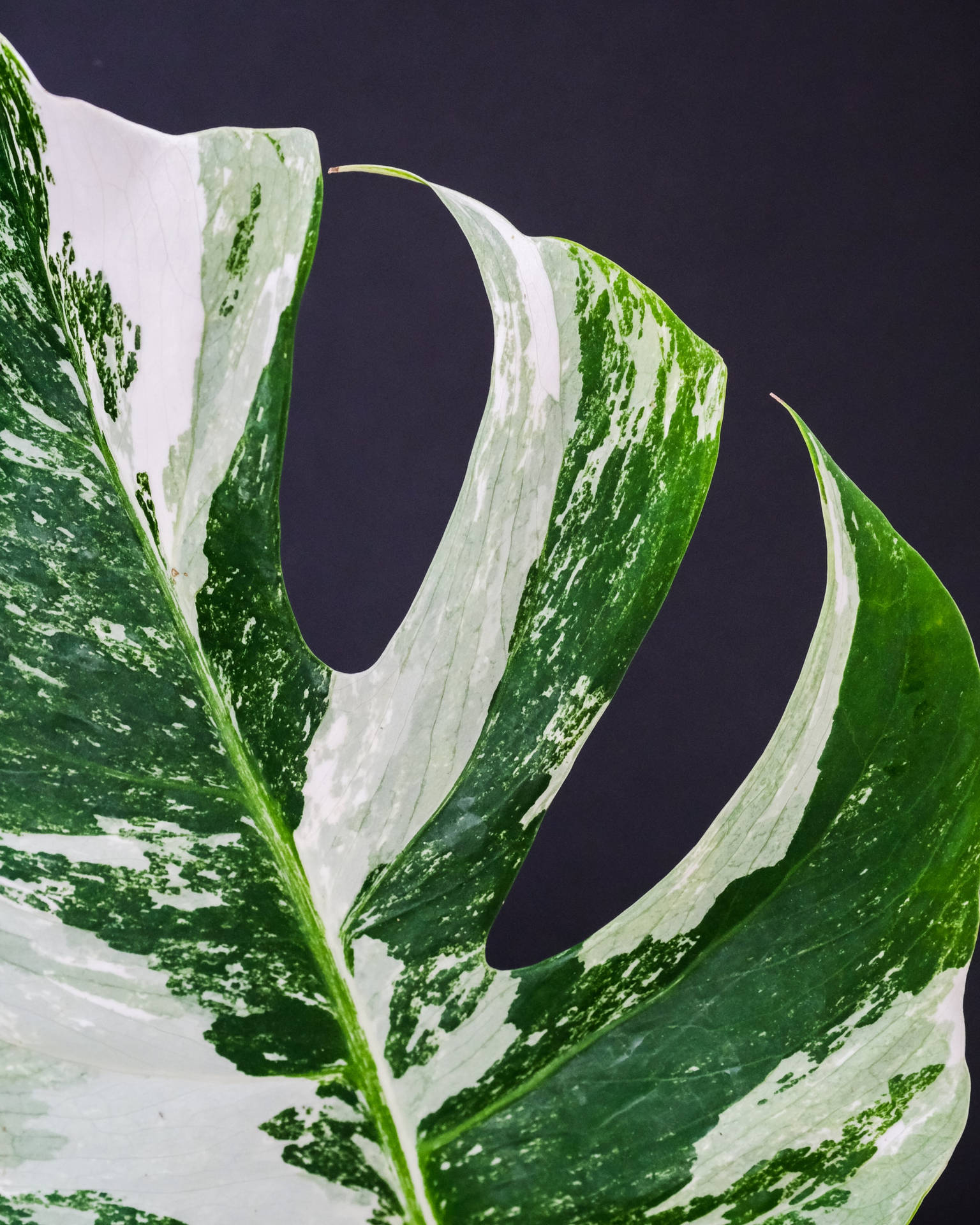 Green And White Monstera Leaf Wallpaper