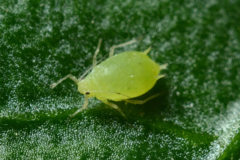 Green Aphidon Leaf Wallpaper