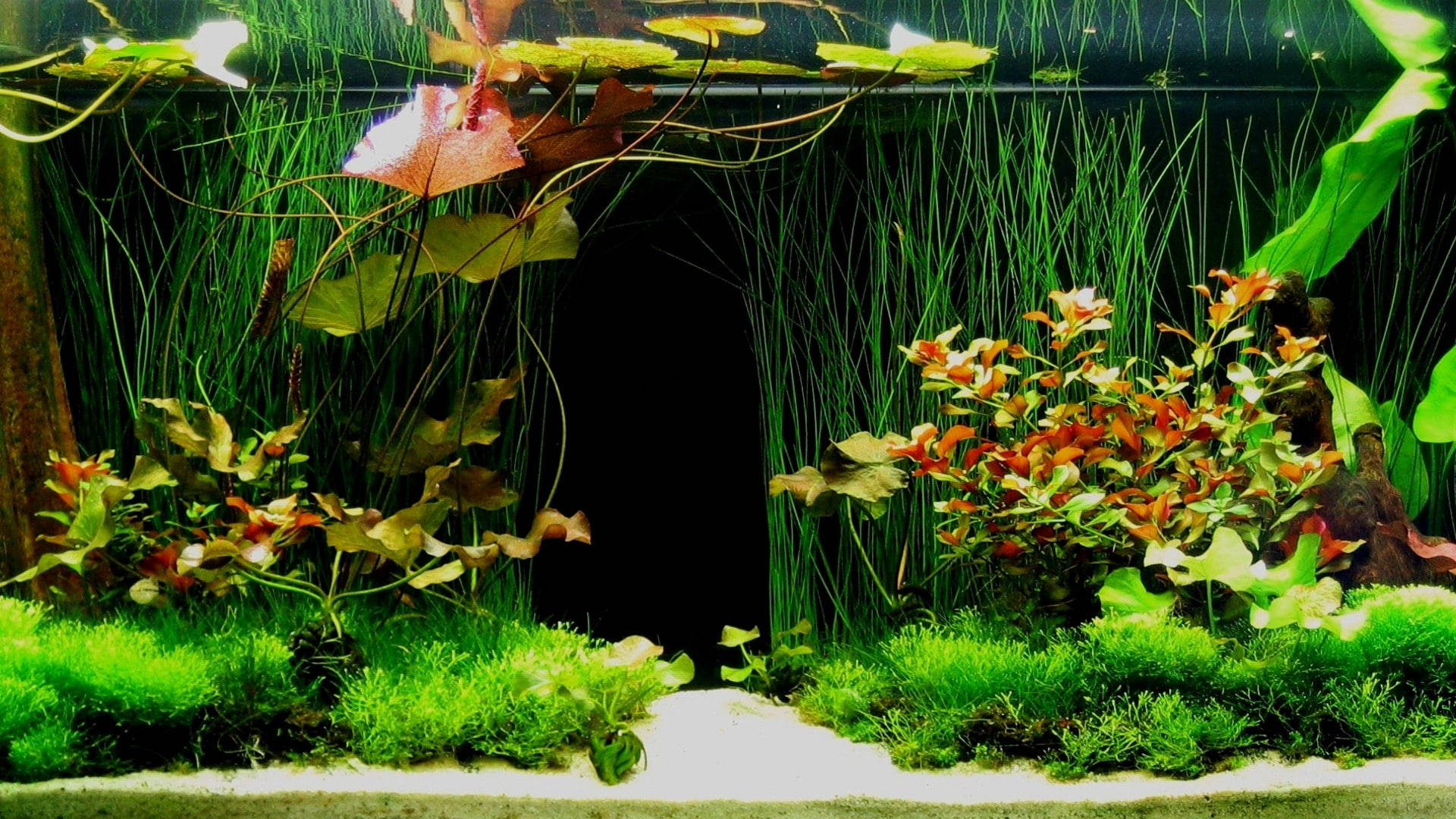 Green Aquarium Plants Wallpaper