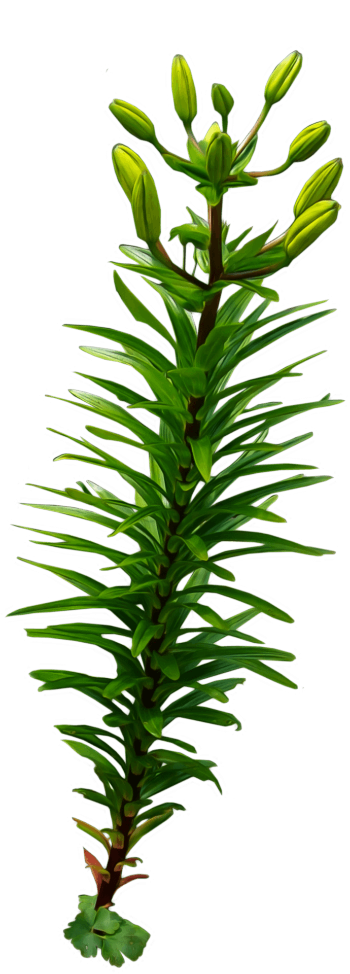 Green Aquatic Plant Budding PNG