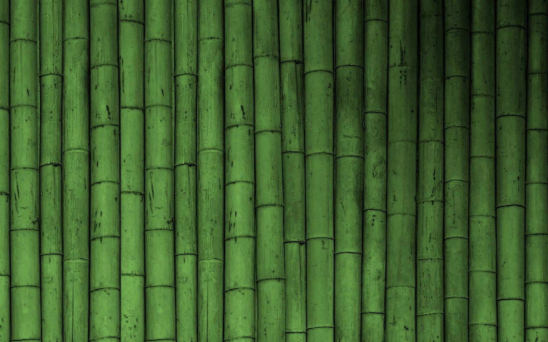 An image of a tranquil green bamboo forest Wallpaper