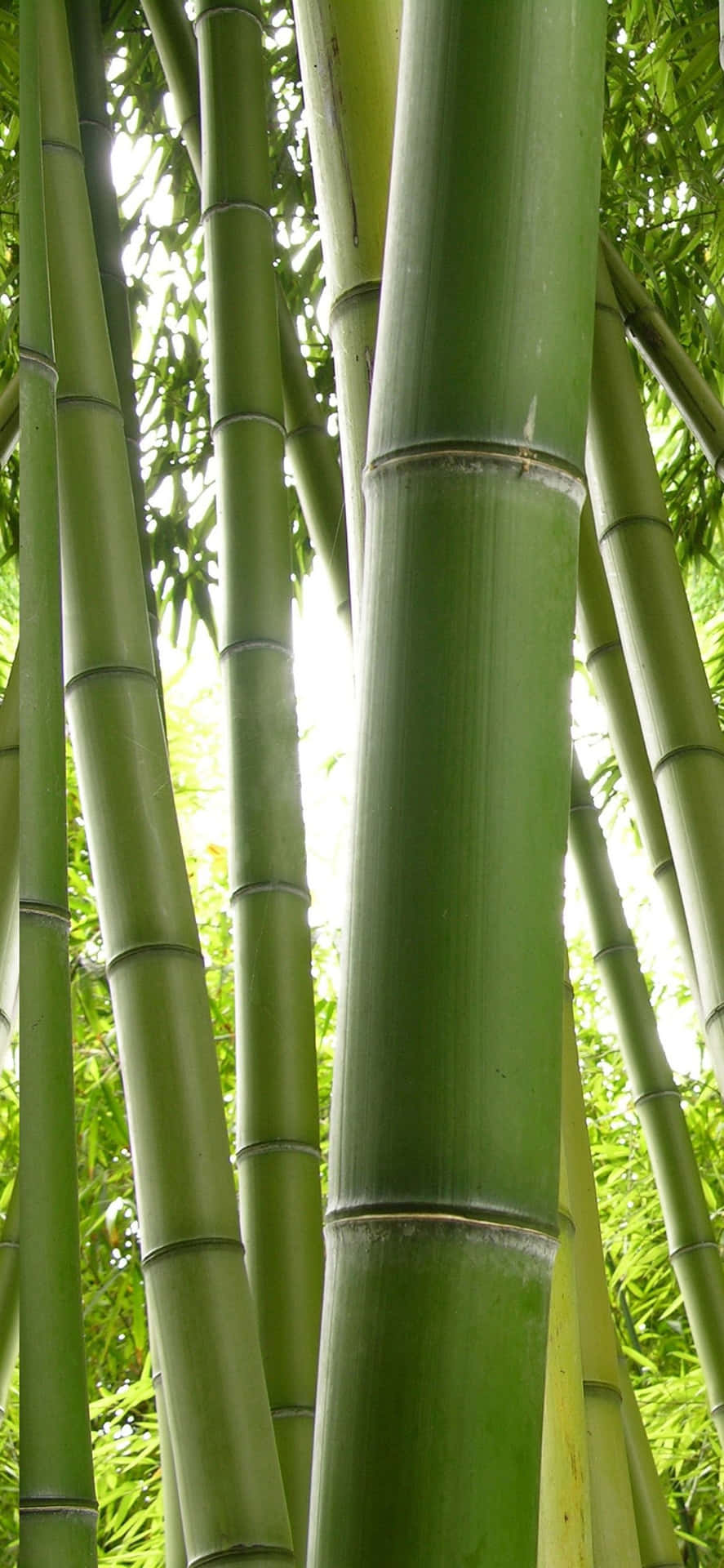 Einfriedlicher Hain Aus Grünem Bambus Wallpaper