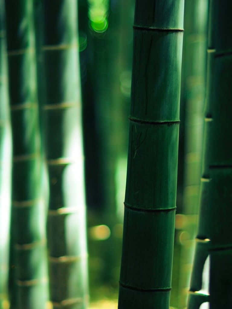 Grøn Bambus 768 X 1024 Wallpaper
