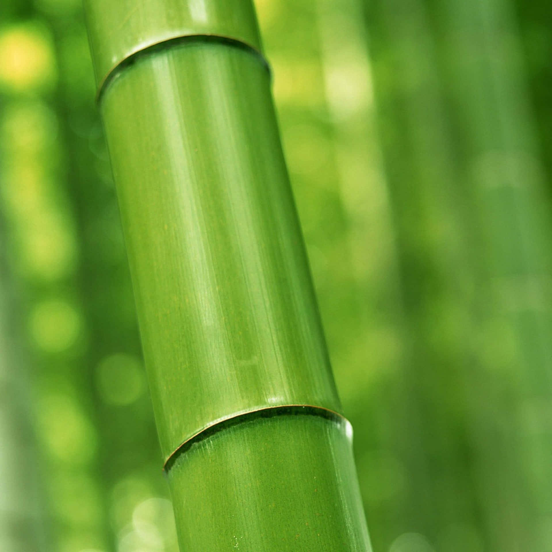 Branch Of Green Bamboo Wallpaper