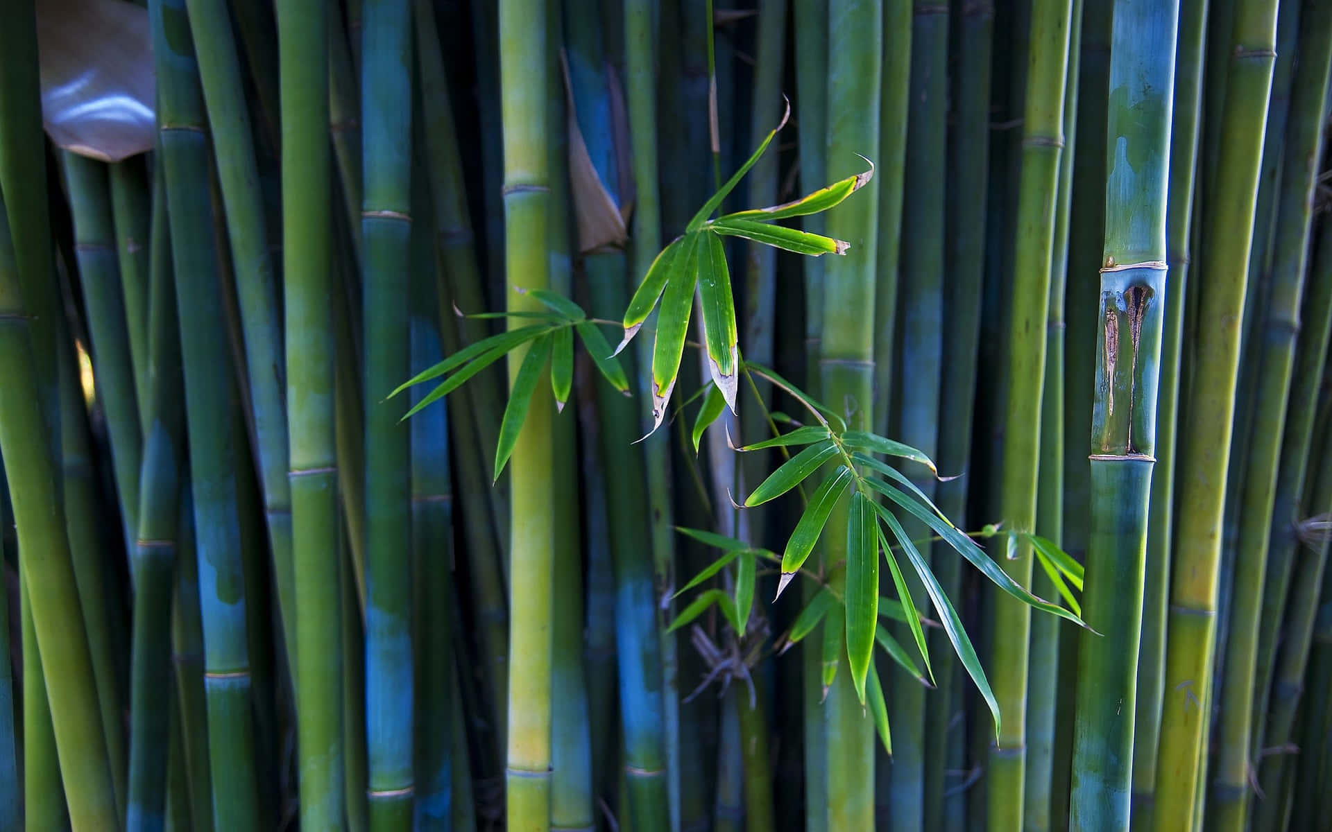Green Tiny Bamboo Trunks Wallpaper