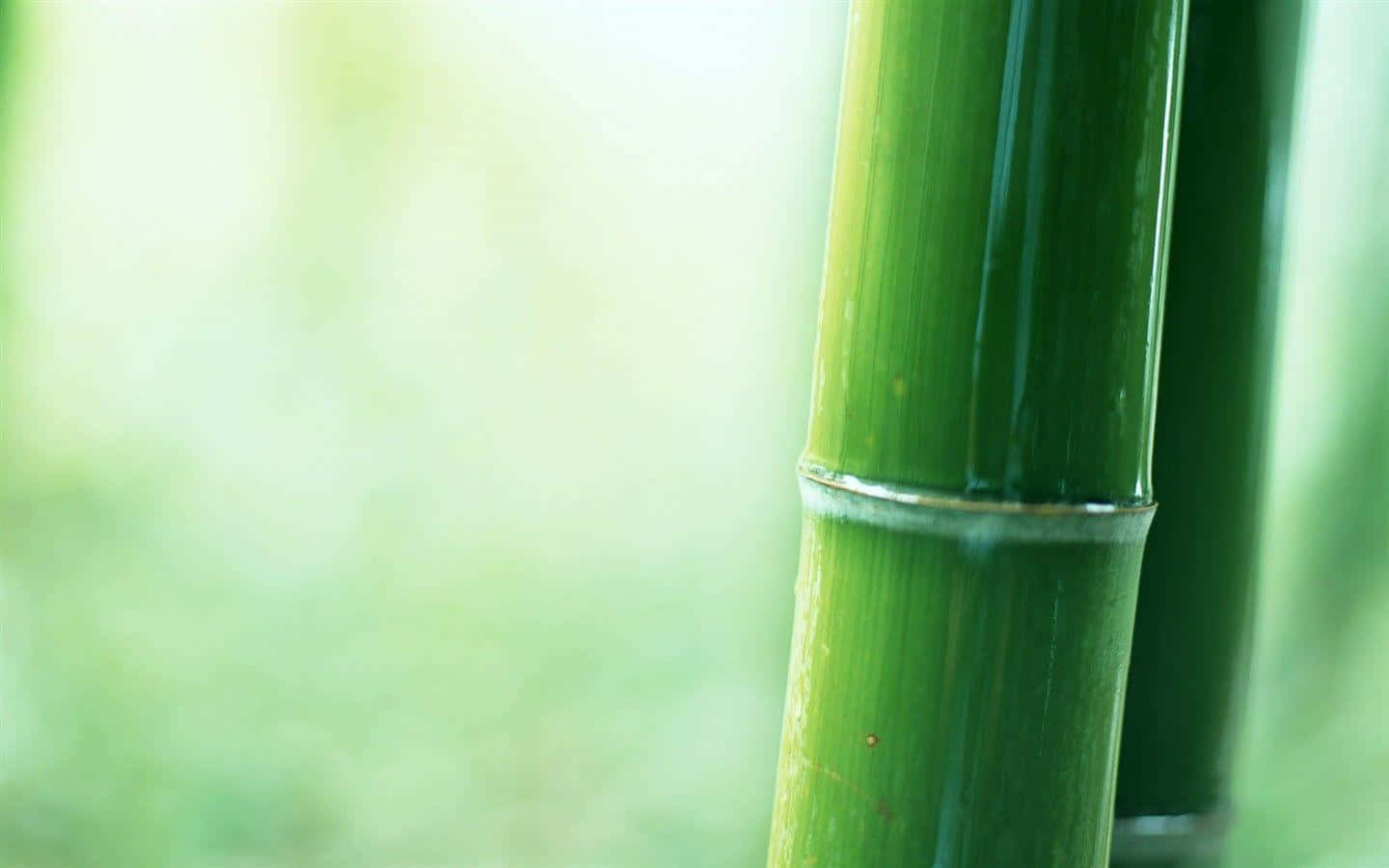 Et luksuriøst stående grøn bambus i smukke landskab Wallpaper