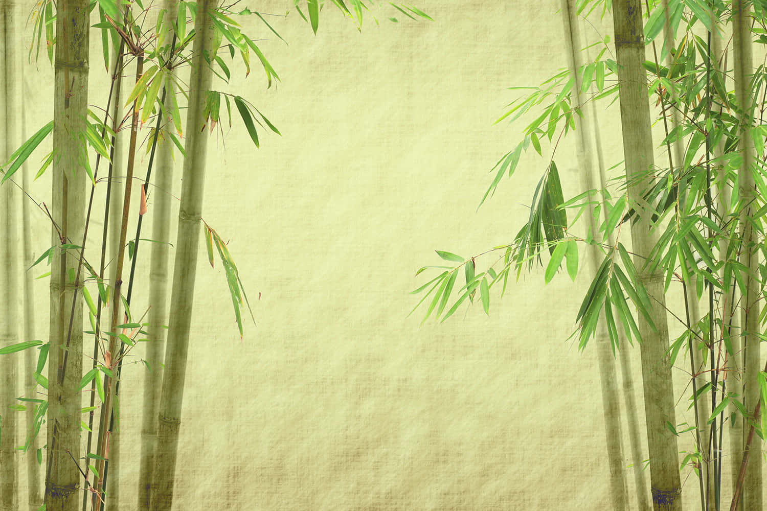 Denfriska Elegansen Av Grönt Bambu Wallpaper