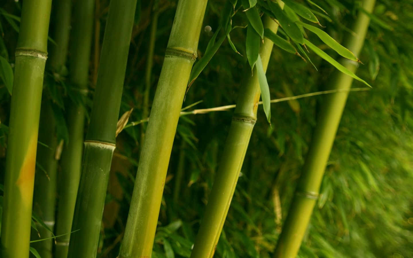 Goditila Bellezza Del Bambù Verde Sfondo