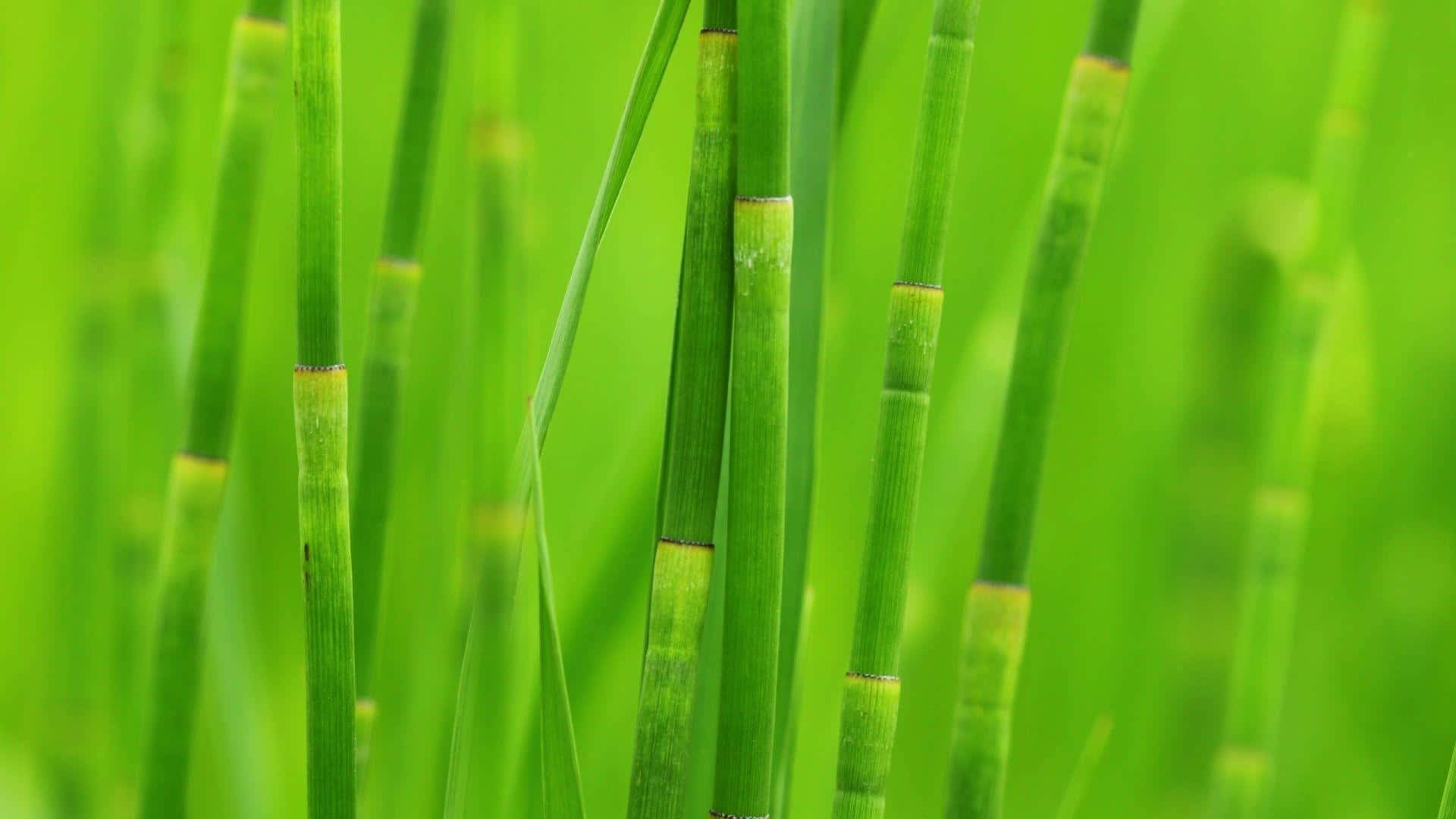 Brotesde Bambú Frescos Y Verdes. Fondo de pantalla