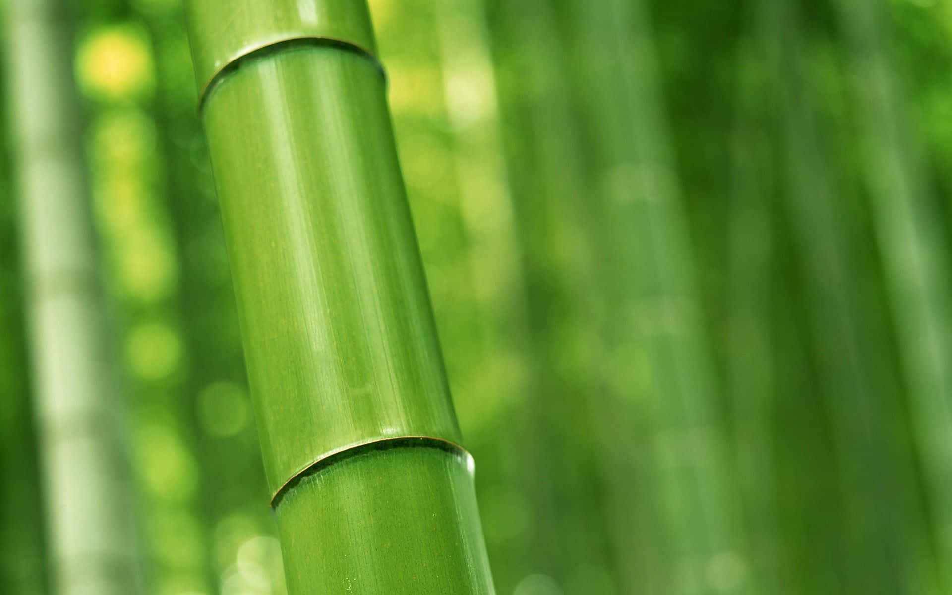 Florestade Bambu - Close Up De Bambu Verde Papel de Parede