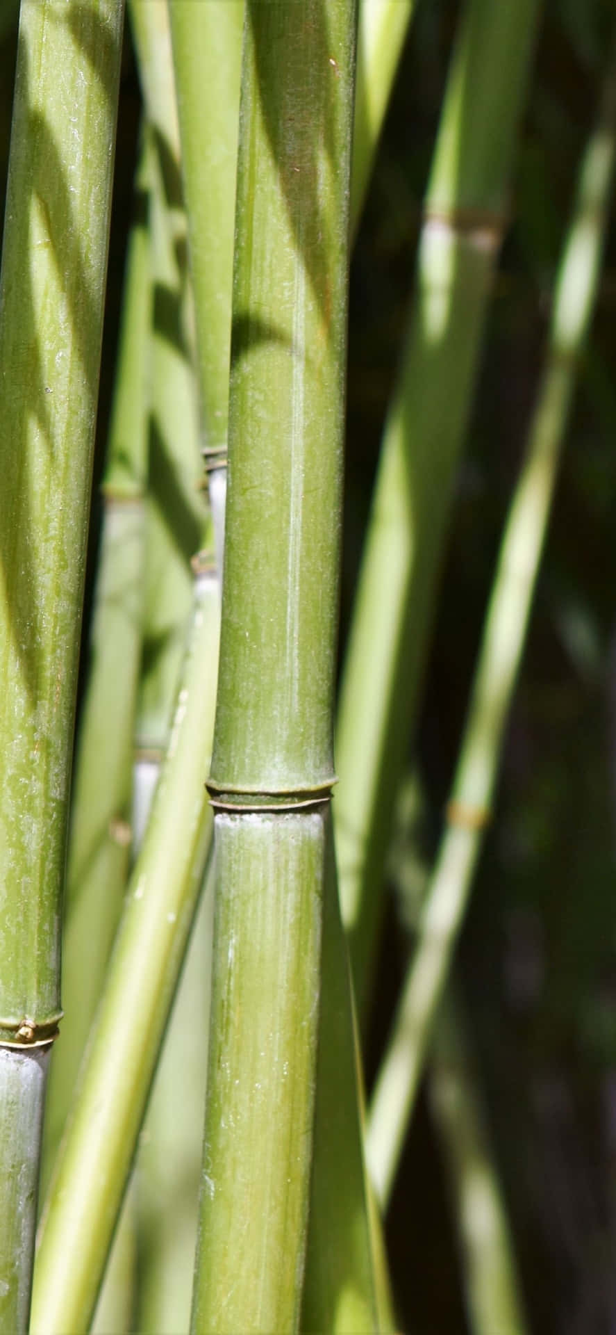 Bringe naturen ind i dit hjem med grøn bambus tapet. Wallpaper