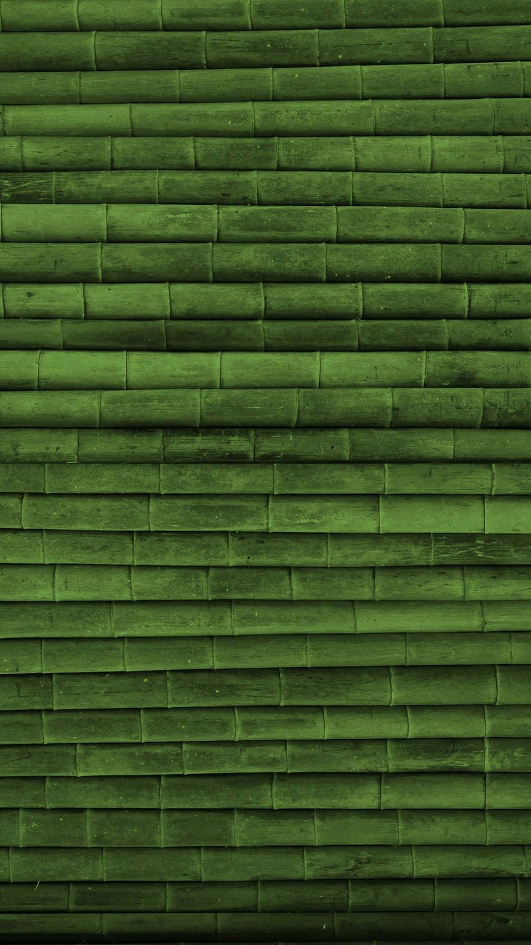 Grøn bamboo plante vokser i et naturligt miljø af sollys. Wallpaper