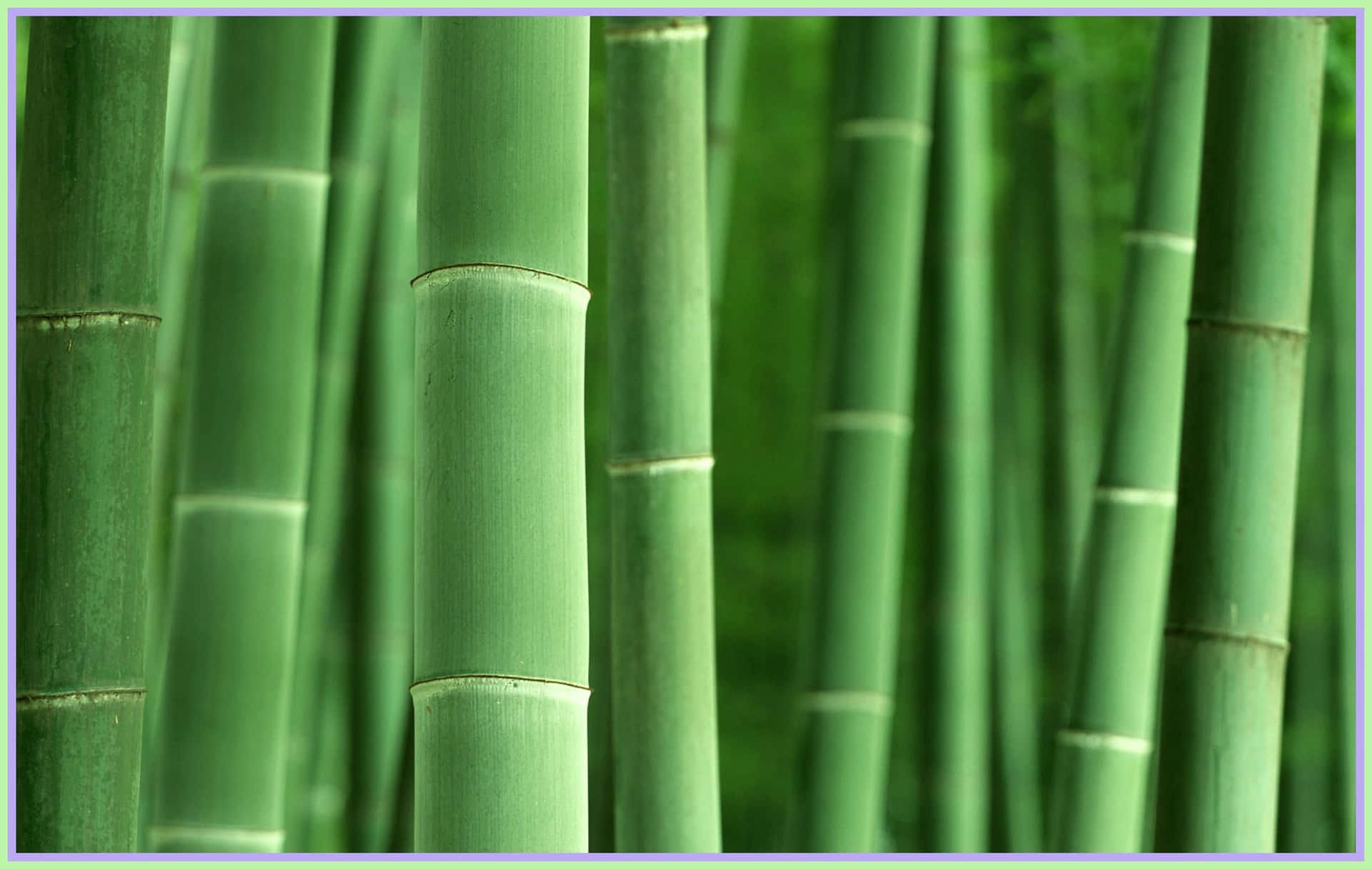 A tall and majestic stalk of green bamboo Wallpaper