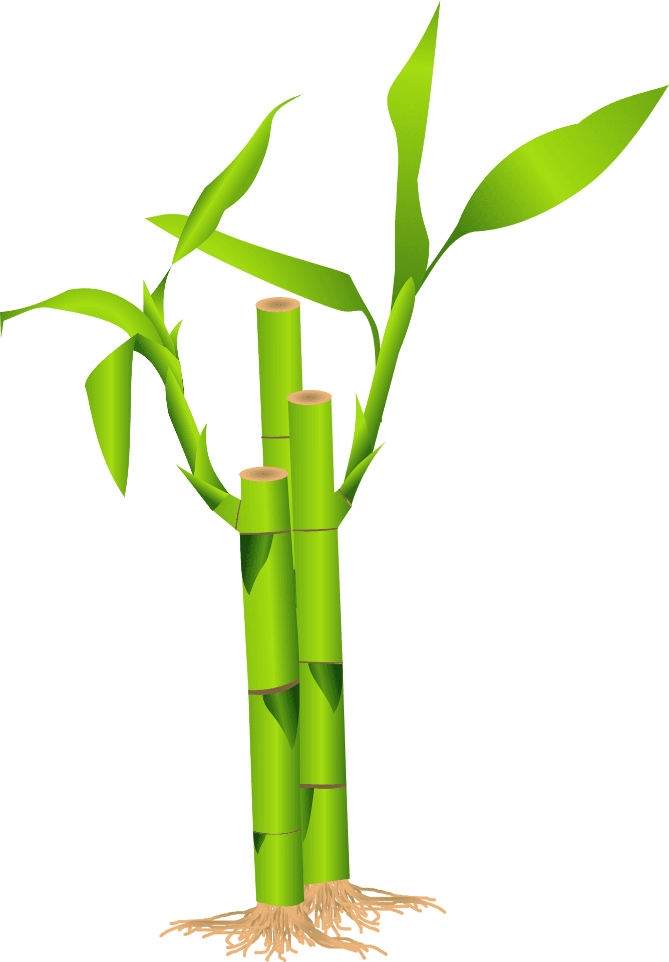 Green Bamboo Graphic PNG