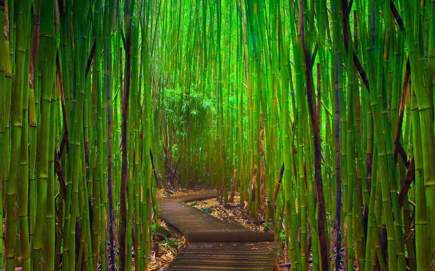 Green Bamboo Stalks Line a Pristine Path Wallpaper
