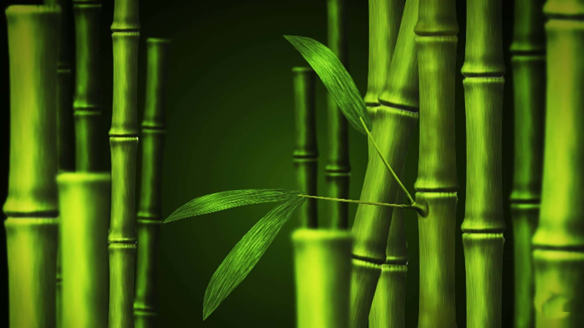 Sfondoin Bambù - Sfondi - Hd Sfondo