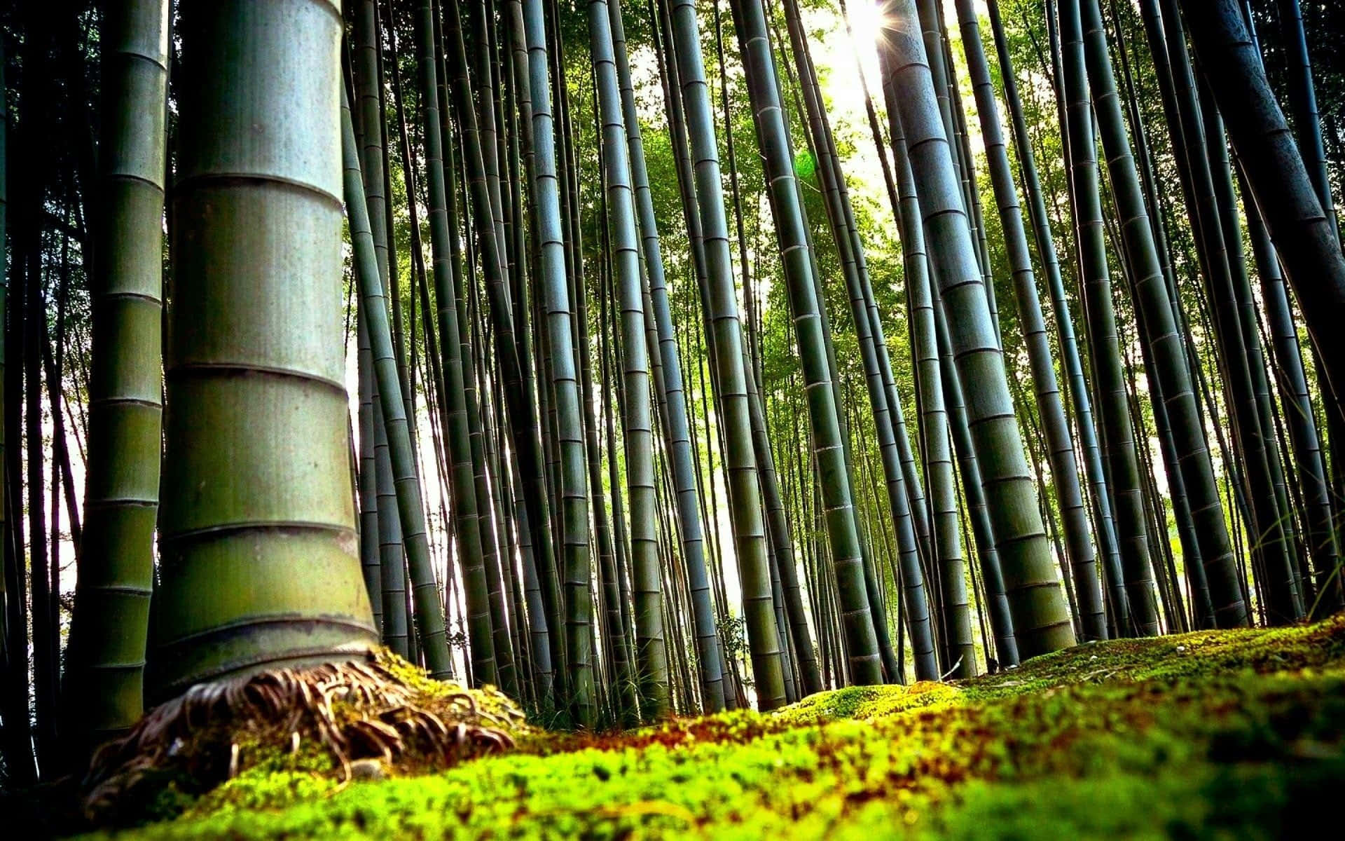 A grove of green bamboo stands tall in the forest Wallpaper