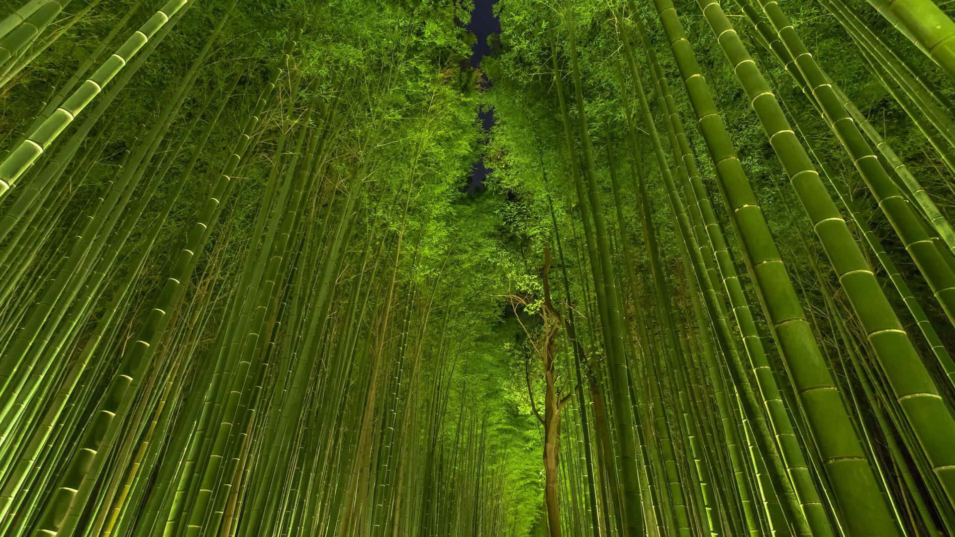 Florestade Bambu Em Kyoto, Japão. Papel de Parede