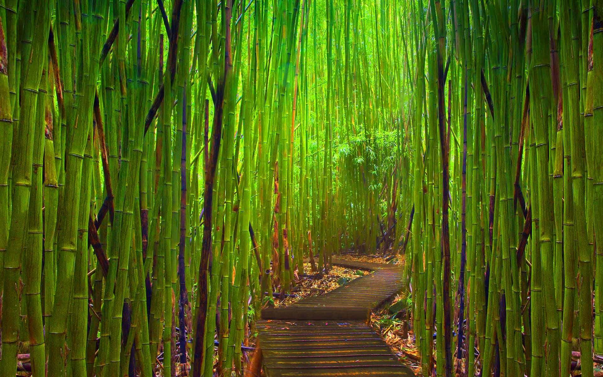 Skönhetenav Gröna Bambu I Solen. Wallpaper
