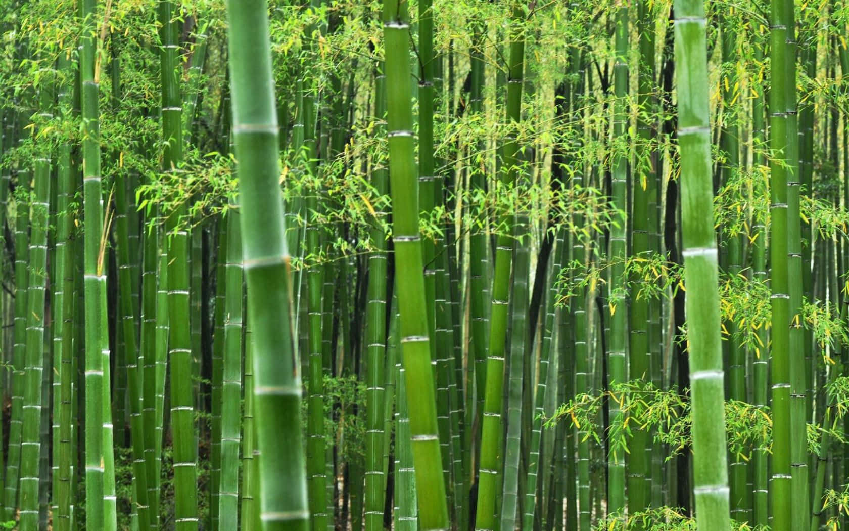 Denfrodiga Och Livfulla Skönheten Av Strålande Gröna Bambu. Wallpaper