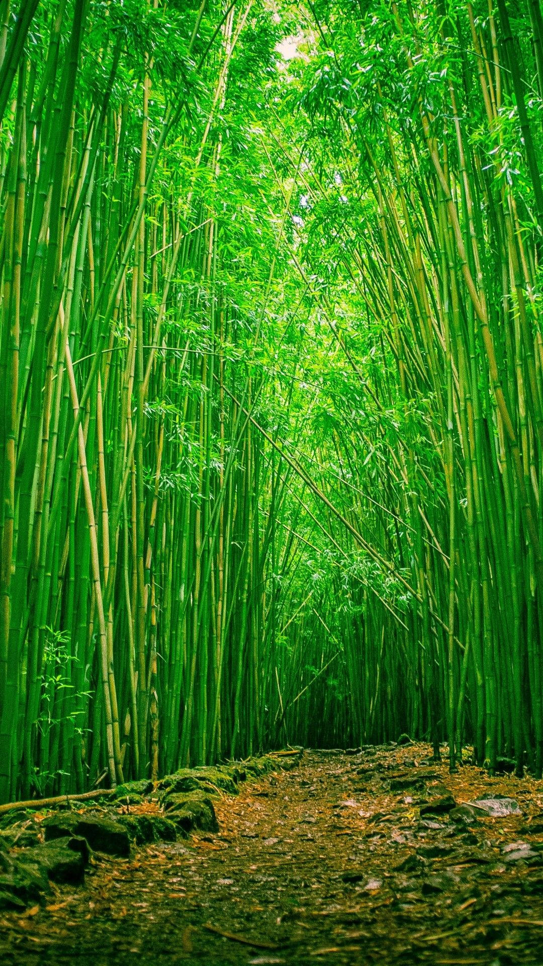 Plantaciónde Bambú Verde Para Iphone. Fondo de pantalla