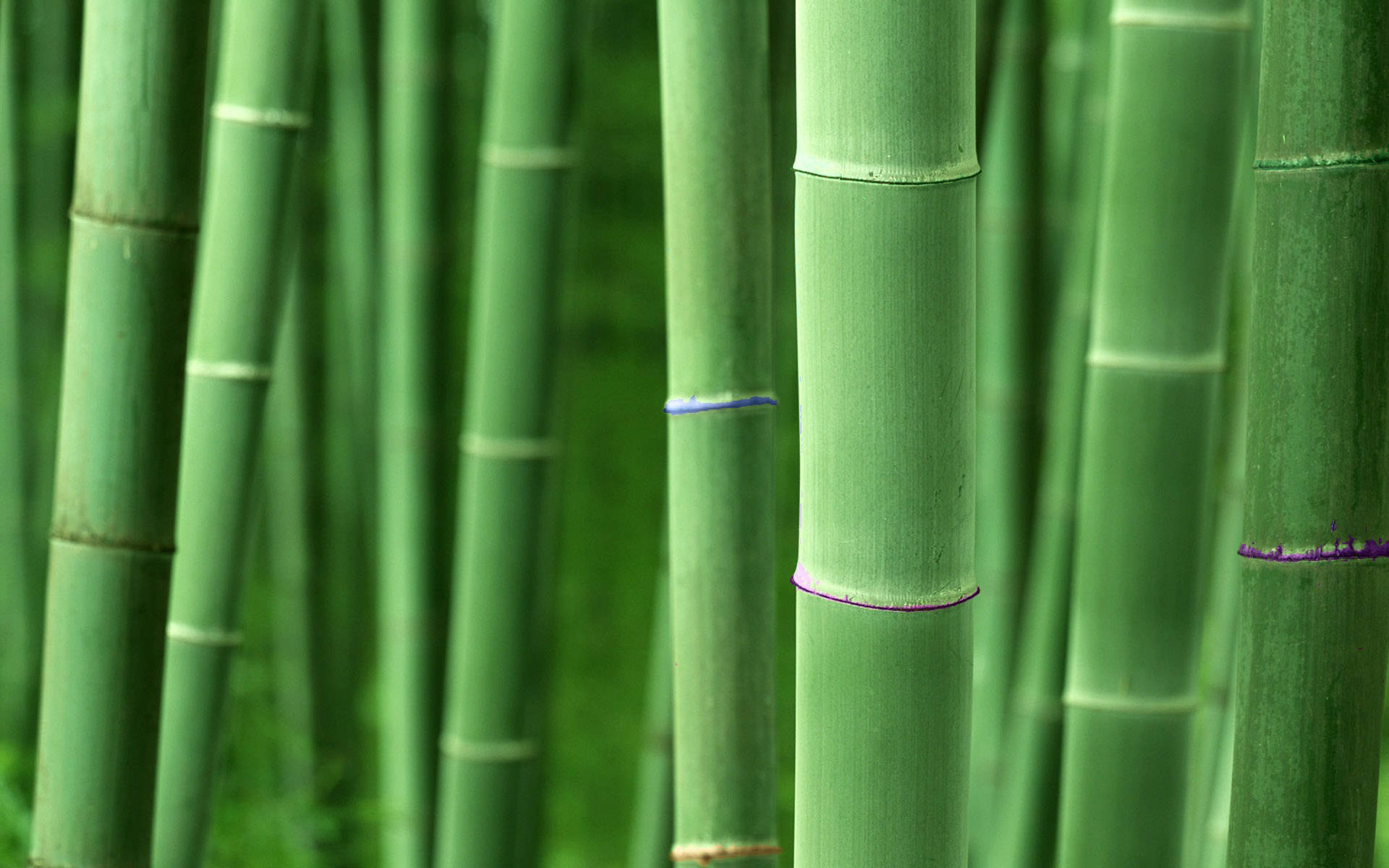 Green Bamboo Poles