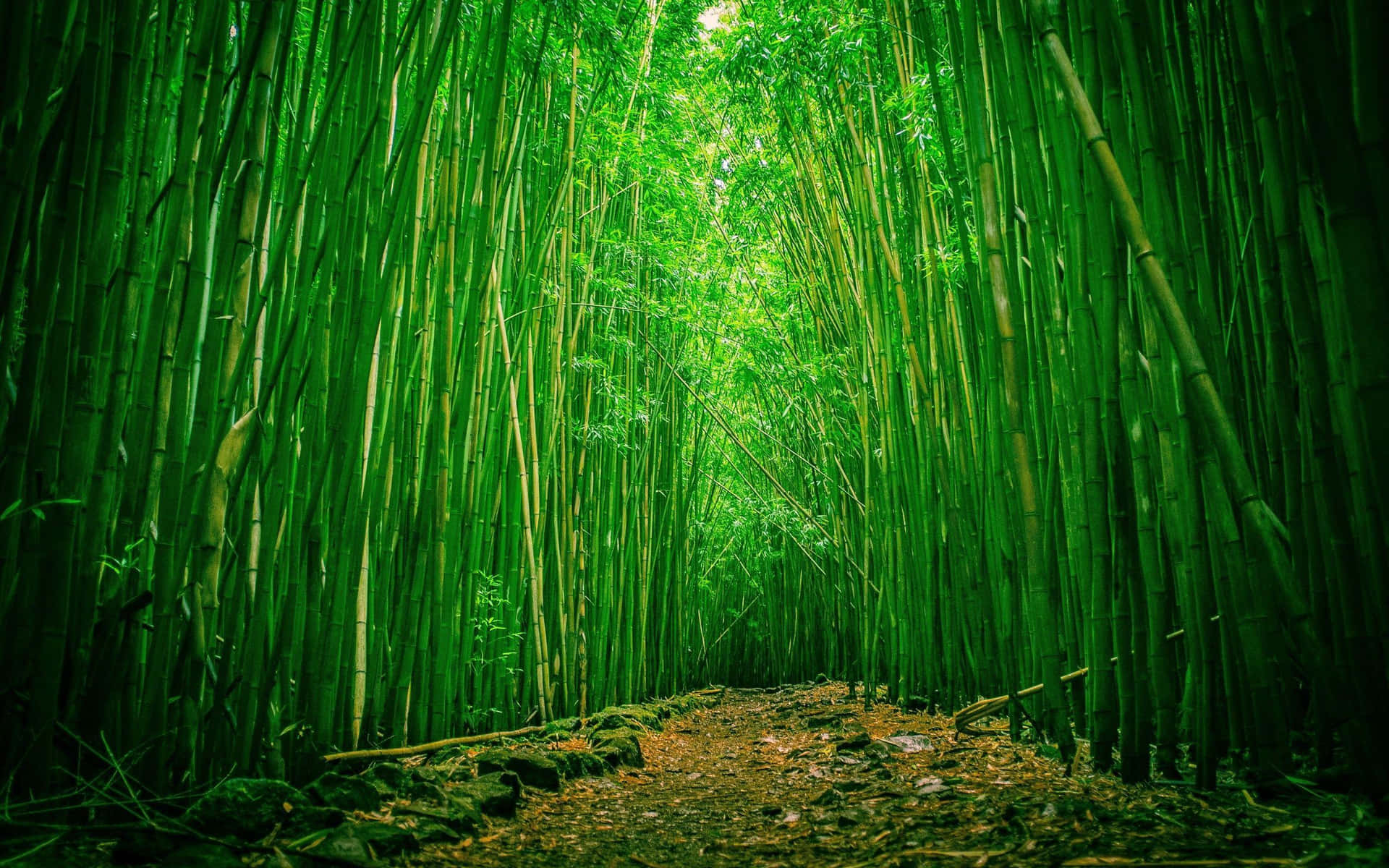 Grønne høje bambustræer i en fortryllet regnskov Wallpaper