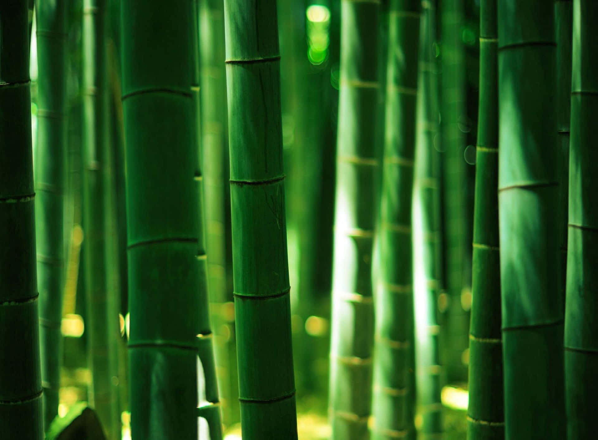 Green Bamboo Sheaths Wallpaper