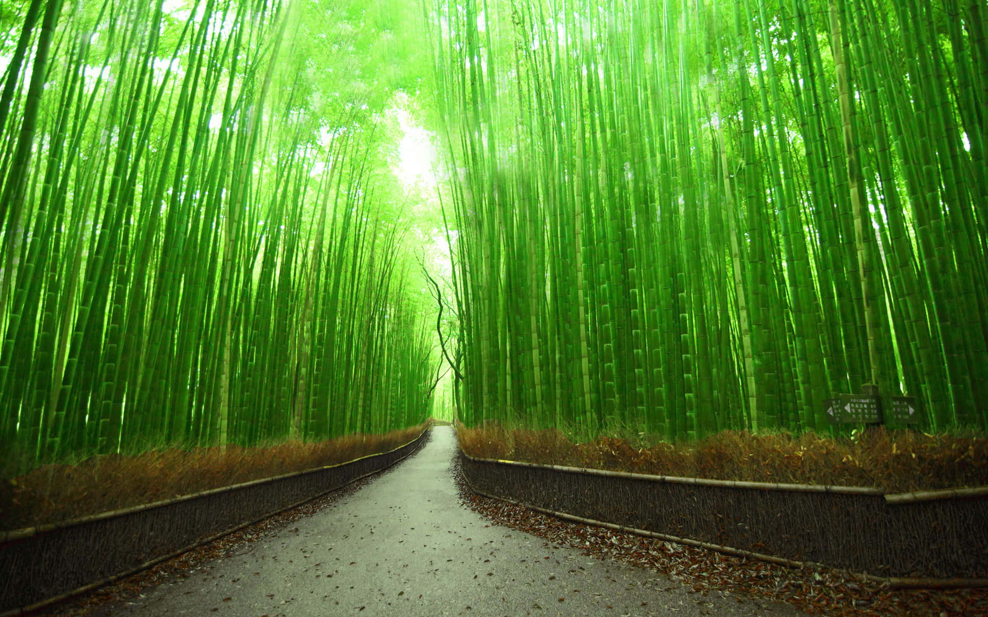 Forestadi Bambù Verde Sfondo