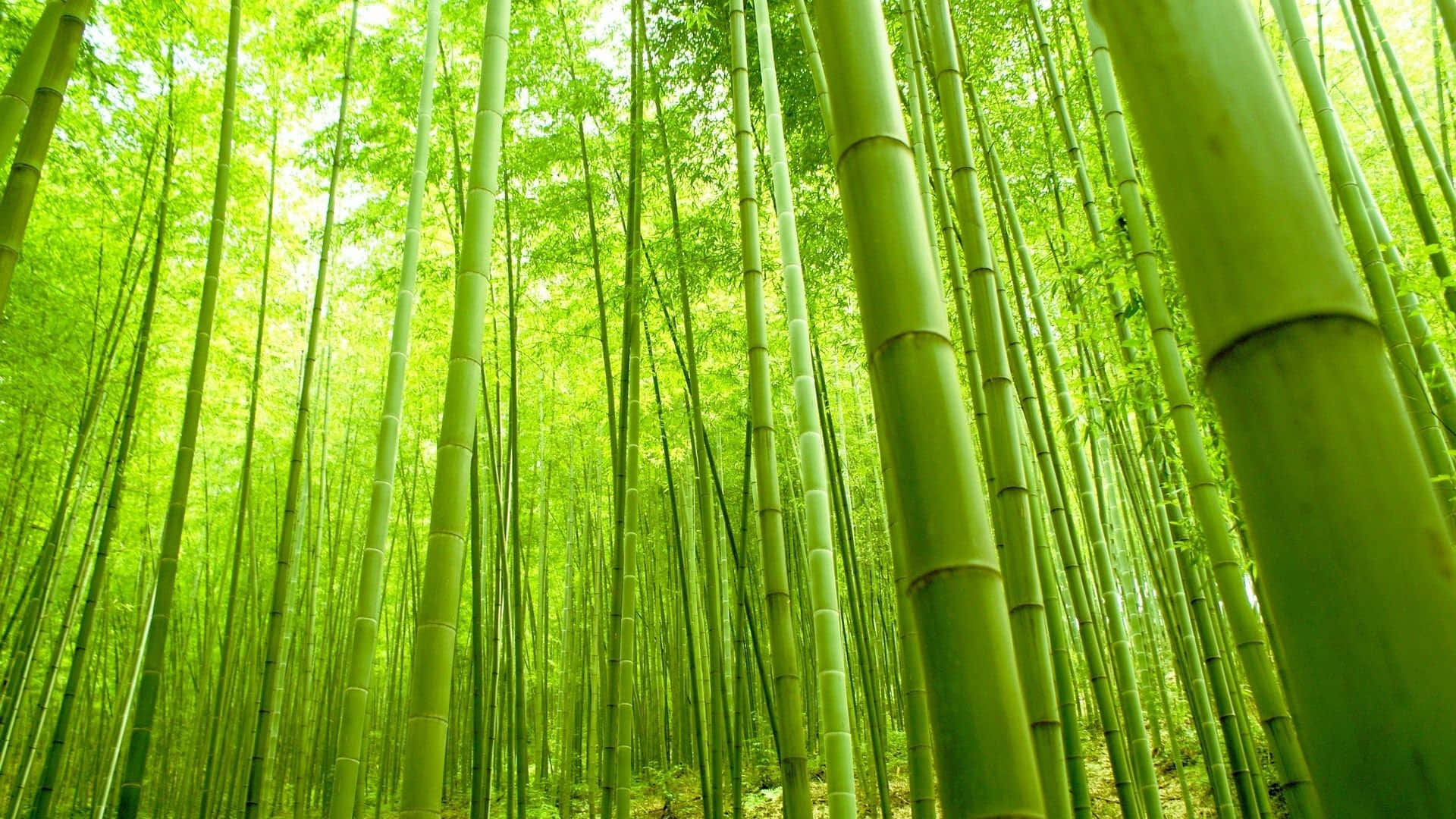 A lush and beautiful grove of Green Bamboo in its natural habitat Wallpaper