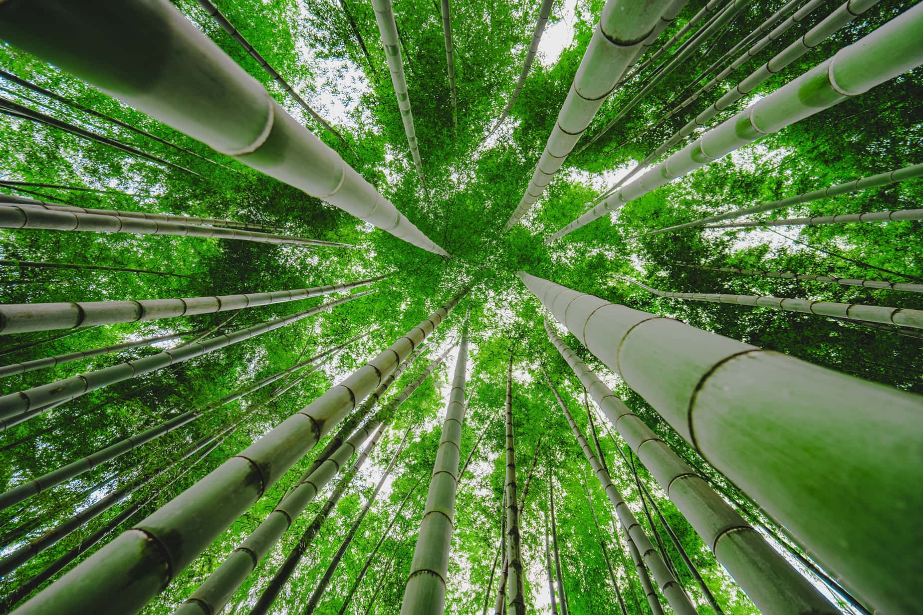 Vistainferior De Árboles De Bambú Verde. Fondo de pantalla