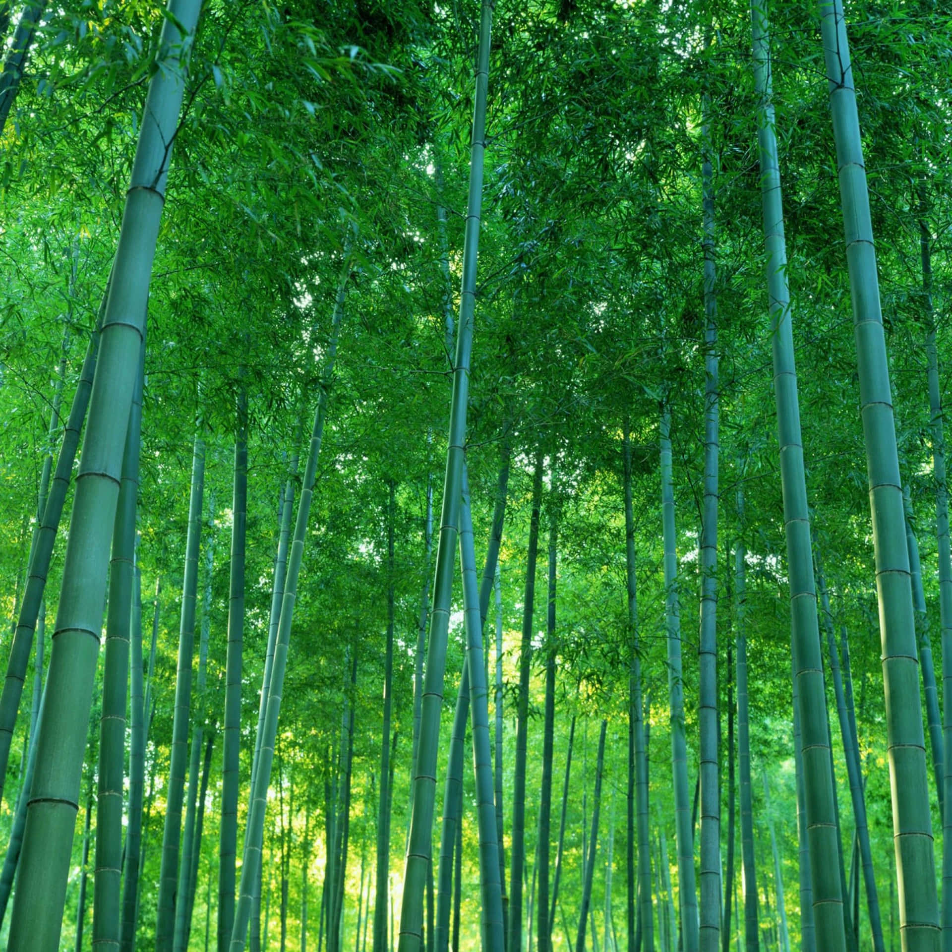 Forest of Tranquility: Green Bamboo Thicket Wallpaper