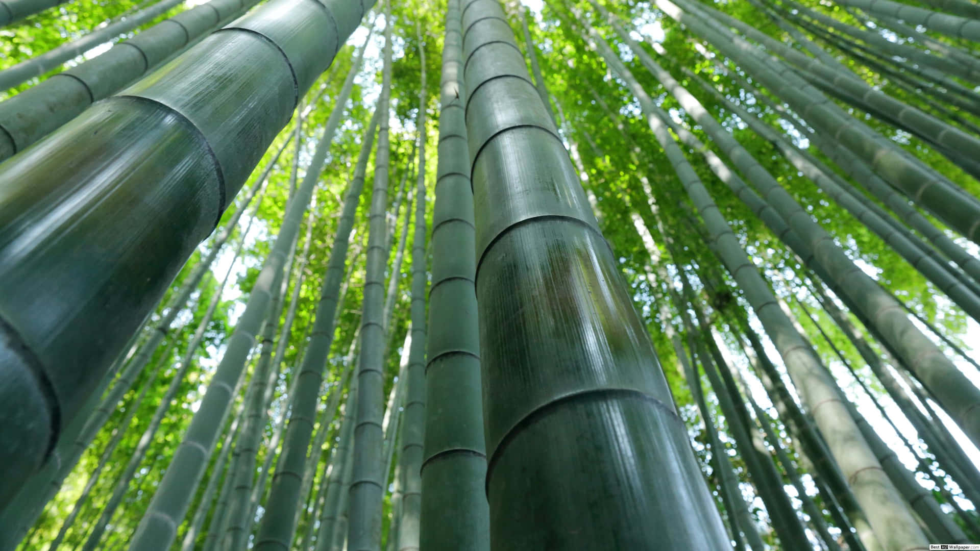 Naturlig skønhed af grøn bambus omkranset af en rolig pool af vand Wallpaper