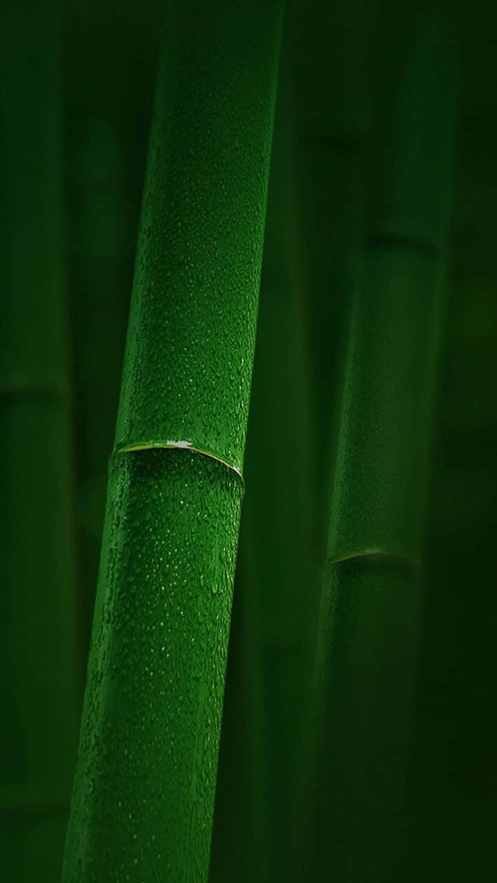 Download Green Bamboo Wallpaper 