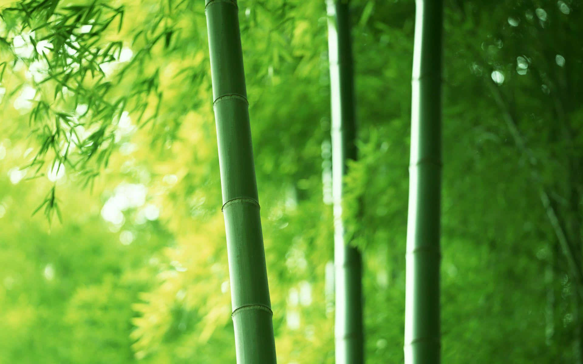 Et felt af frodigt grønt bambusstammer i sollyset. Wallpaper