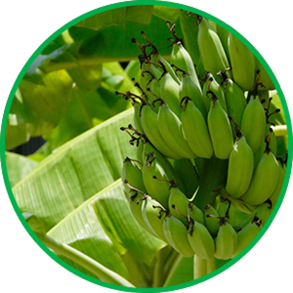 Green Banana Bunch Growth PNG