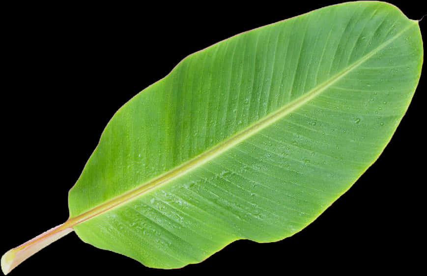 Green Banana Leaf Clipart PNG