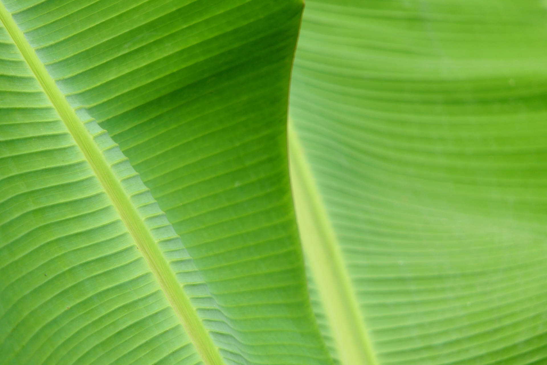 Green Banana Leaf Close-up